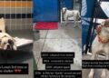 Human’s Heart Breaks for Shelter Dog Returned Again When She Thought She’d Found Her Forever