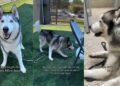 Shelter Dog Cries a Desperate Plea for Help, Hoping Someone Would See His Worth