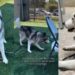 Shelter Dog Cries a Desperate Plea for Help, Hoping Someone Would See His Worth