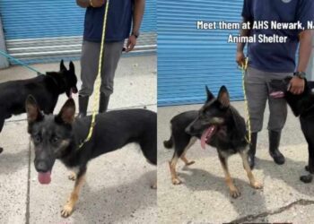 Shelter Dogs Were Once ‘Loyal Companions,’ but Are Now Stuck in the Kennel
