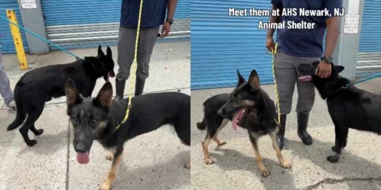 Shelter Dogs Were Once ‘Loyal Companions,’ but Are Now Stuck in the Kennel