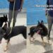 Shelter Dogs Were Once ‘Loyal Companions,’ but Are Now Stuck in the Kennel
