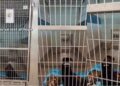 Shelter Dog Lays Quietly in Kennel, Losing All Hope of Ever Finding a Home