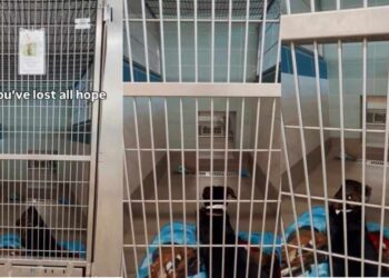 Shelter Dog Lays Quietly in Kennel, Losing All Hope of Ever Finding a Home