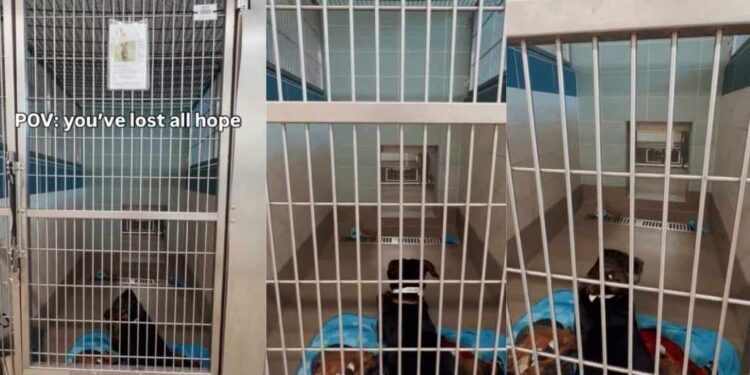 Shelter Dog Lays Quietly in Kennel, Losing All Hope of Ever Finding a Home