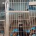 Shelter Dog Lays Quietly in Kennel, Losing All Hope of Ever Finding a Home