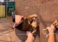 Stray Pup Just Wants Belly Rubs, & What She Does Next Proves She Loves Humans