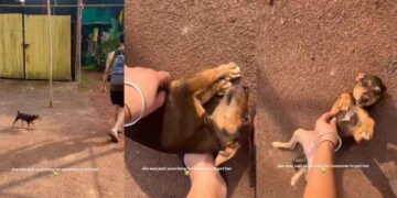 Stray Pup Just Wants Belly Rubs, & What She Does Next Proves She Loves Humans