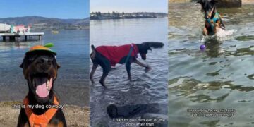 Dog Proves Sometimes All We Need to Face Our Fears Is a Little Time