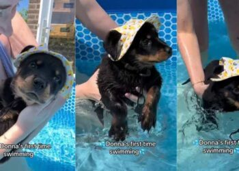 Tiny Puppy’s First Time Swimming in the Pool Goes Better Than Expected With a Little Help