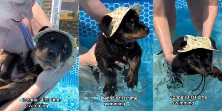 Tiny Puppy’s First Time Swimming in the Pool Goes Better Than Expected With a Little Help