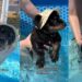 Tiny Puppy’s First Time Swimming in the Pool Goes Better Than Expected With a Little Help