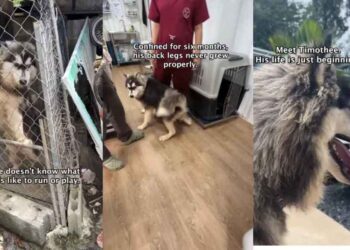 Rescue Pup Spent His Life in a Tiny Cage, Hiding a Story More Heartbreaking Than It Seems