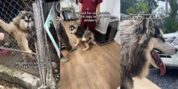 Rescue Pup Spent His Life in a Tiny Cage, Hiding a Story More Heartbreaking Than It Seems