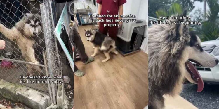Rescue Pup Spent His Life in a Tiny Cage, Hiding a Story More Heartbreaking Than It Seems