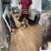 Rescue Pup Spent His Life in a Tiny Cage, Hiding a Story More Heartbreaking Than It Seems