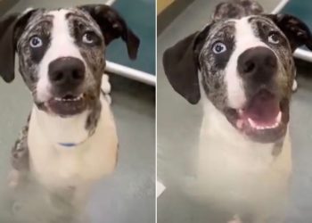 Shelter Dog Returned Within 24 Hours for Being ‘Too Hyper’ Waits All Over Again