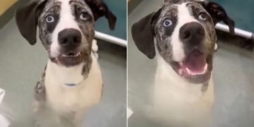 Shelter Dog Returned Within 24 Hours for Being ‘Too Hyper’ Waits All Over Again