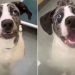 Shelter Dog Returned Within 24 Hours for Being ‘Too Hyper’ Waits All Over Again