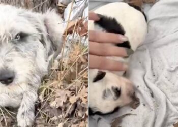 Mama Stray Dog Living in a Roadside Ditch With Her Only Baby Never Expected What Came Next