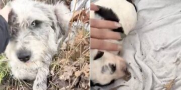 Mama Stray Dog Living in a Roadside Ditch With Her Only Baby Never Expected What Came Next