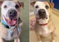 Human Tells Shelter Dog Nobody Came for Him Again & Watches His Heart Break a Little More