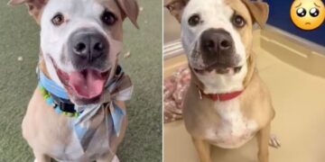 Human Tells Shelter Dog Nobody Came for Him Again & Watches His Heart Break a Little More