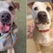 Human Tells Shelter Dog Nobody Came for Him Again & Watches His Heart Break a Little More