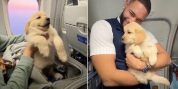 Golden Retriever Puppy Turns Into a Total Social Butterfly Mid-Flight