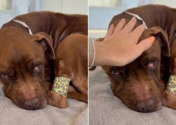 Human Meets Rescue Dog Curled up in a Bed, Unaware the Clock on His Life Has Stopped Ticking