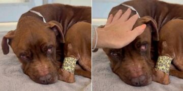 Human Meets Rescue Dog Curled up in a Bed, Unaware the Clock on His Life Has Stopped Ticking