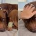 Human Meets Rescue Dog Curled up in a Bed, Unaware the Clock on His Life Has Stopped Ticking