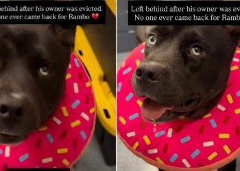 Shelter Dog Left Behind All Alone Waits for Some Place to Call Home