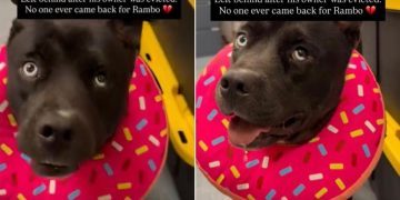 Shelter Dog Left Behind All Alone Waits for Some Place to Call Home