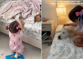 Toddler Refuses To Go To Sleep Without Golden Retriever Like That’s All She Needs