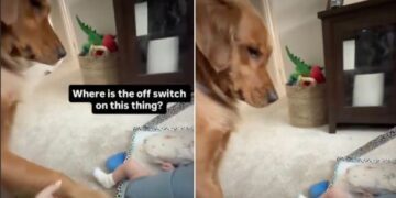 Golden Retriever Can’t Quite Figure Out the New Baby but Decides to Give It a Try