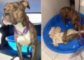 Mama Foster Dog, Worried About Her Babies, Rushes To Check on Them as Soon as They’re Home