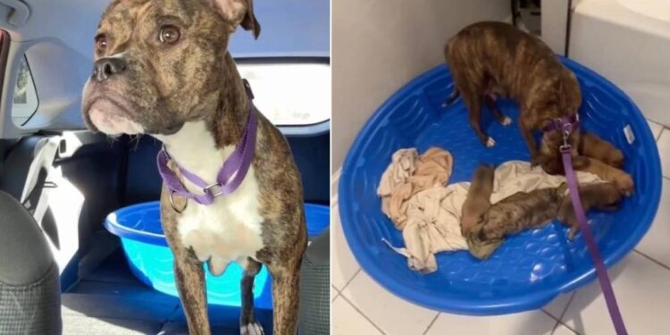 Mama Foster Dog, Worried About Her Babies, Rushes To Check on Them as Soon as They’re Home