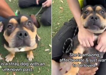 Shelter Dog ‘Mistaken as Scary’ Doesn’t Know Why Humans Leave When She Wants Them To Stay