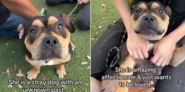 Shelter Dog ‘Mistaken as Scary’ Doesn’t Know Why Humans Leave When She Wants Them To Stay