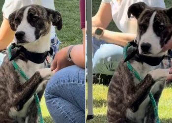 Shelter Puppy Who Watched Other Dogs Go Home Finally Gets Rescued