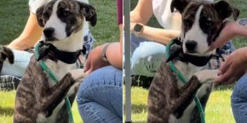 Shelter Puppy Who Watched Other Dogs Go Home Finally Gets Rescued