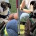 Shelter Puppy Who Watched Other Dogs Go Home Finally Gets Rescued
