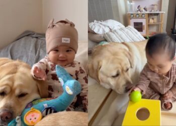 Human Realizes Big Dog Has Always Known Little Baby’s Love, Even Without Words