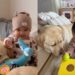 Human Realizes Big Dog Has Always Known Little Baby’s Love, Even Without Words