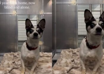 ‘Blind’ Shelter Dog Frantically Bumps Into Kennel Walls Like He’s Looking for Someone
