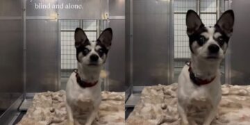 ‘Blind’ Shelter Dog Frantically Bumps Into Kennel Walls Like He’s Looking for Someone