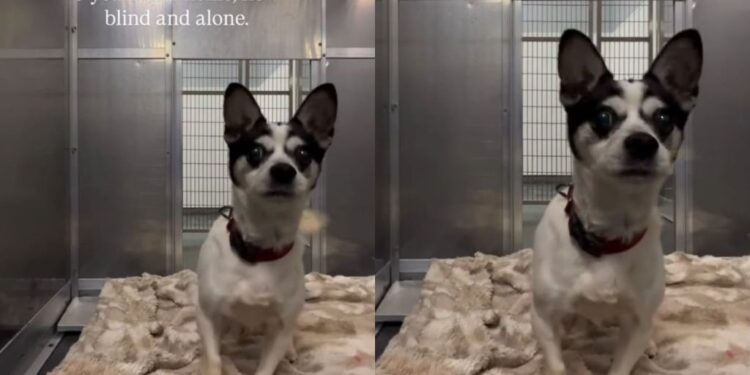 ‘Blind’ Shelter Dog Frantically Bumps Into Kennel Walls Like He’s Looking for Someone