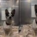 ‘Blind’ Shelter Dog Frantically Bumps Into Kennel Walls Like He’s Looking for Someone
