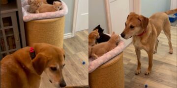 Dog Longingly Looks for His ‘Babies’ Everywhere, Then Completely Freezes When He Finds Them